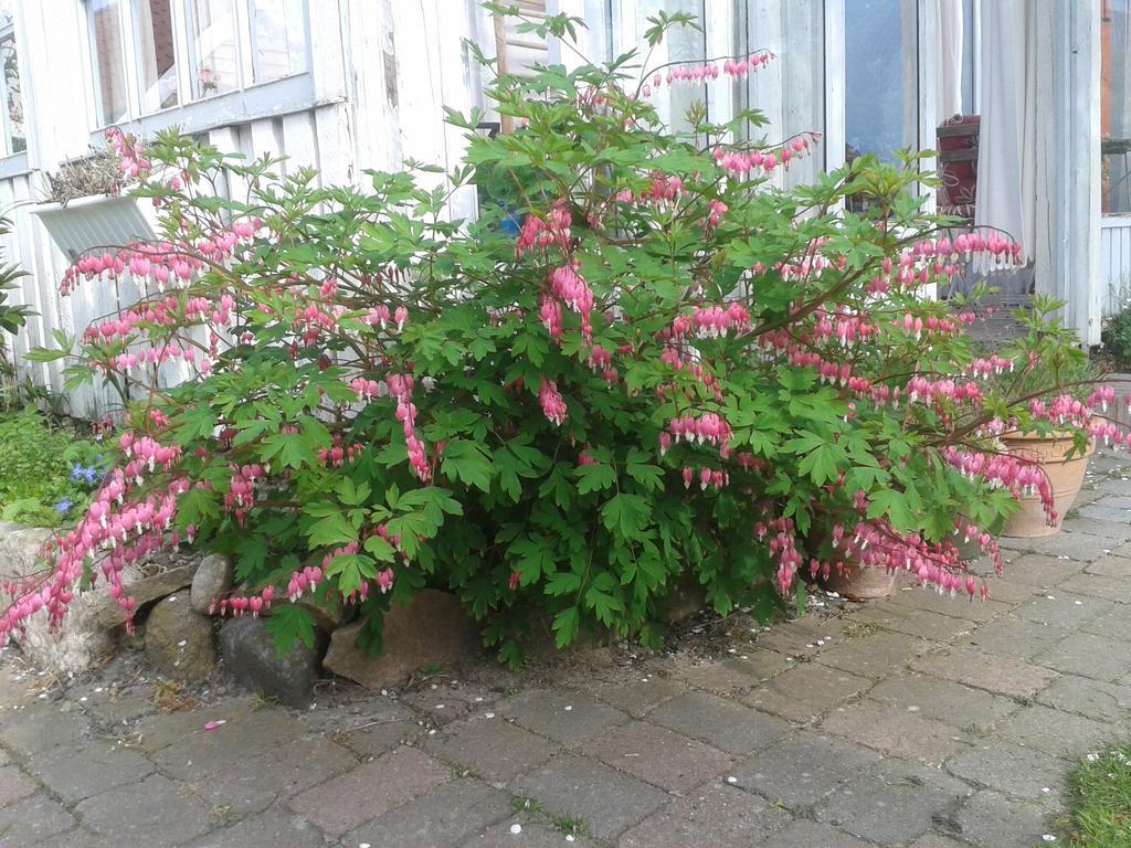 Belvedere B&B Svendborg Exterior photo